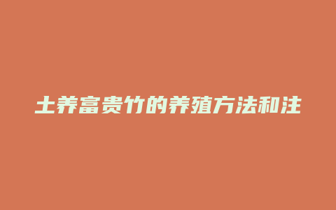 土养富贵竹的养殖方法和注意事项