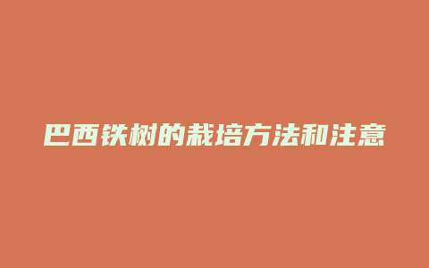 巴西铁树的栽培方法和注意事项