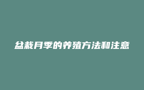 盆栽月季的养殖方法和注意事项