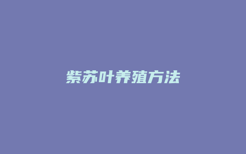 紫苏叶养殖方法