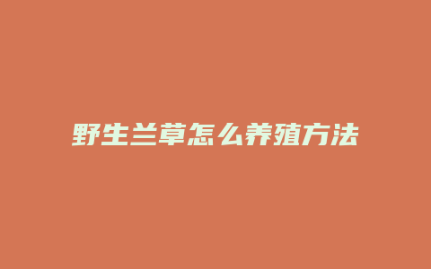 野生兰草怎么养殖方法