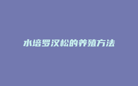 水培罗汉松的养殖方法