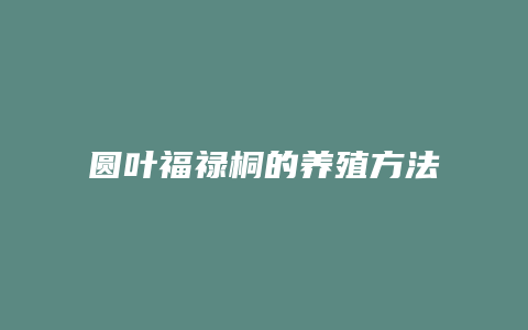 圆叶福禄桐的养殖方法