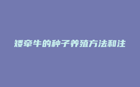 矮牵牛的种子养殖方法和注意事项