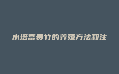 水培富贵竹的养殖方法和注意事项