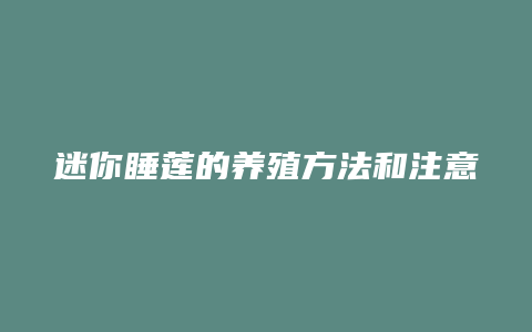 迷你睡莲的养殖方法和注意事项