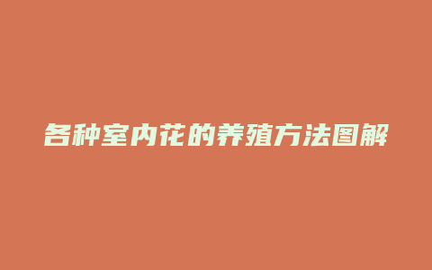 各种室内花的养殖方法图解