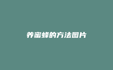 养蜜蜂的方法图片