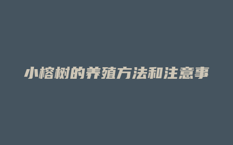 小榕树的养殖方法和注意事项