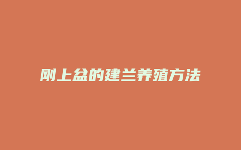 刚上盆的建兰养殖方法