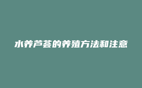 水养芦荟的养殖方法和注意事项