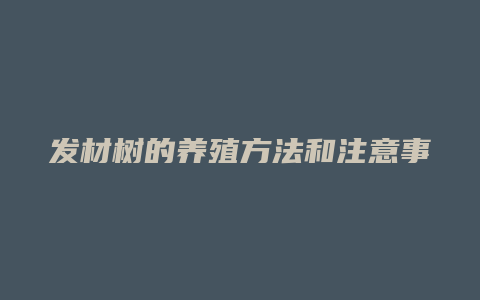 发材树的养殖方法和注意事项