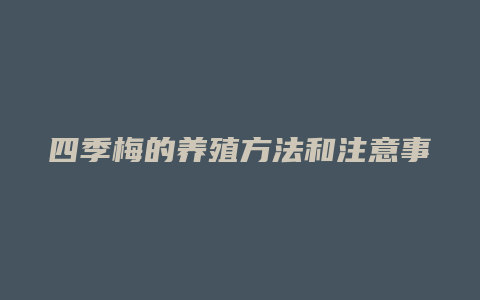 四季梅的养殖方法和注意事项