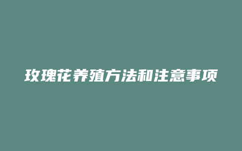 玫瑰花养殖方法和注意事项