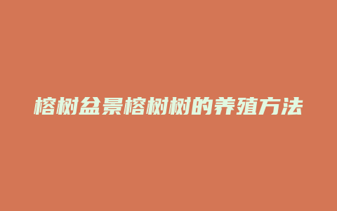 榕树盆景榕树树的养殖方法