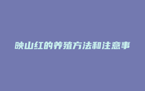 映山红的养殖方法和注意事项