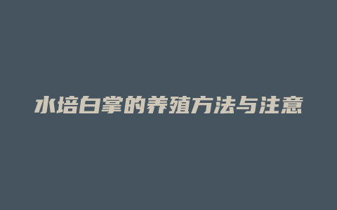 水培白掌的养殖方法与注意事项