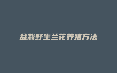 盆栽野生兰花养殖方法