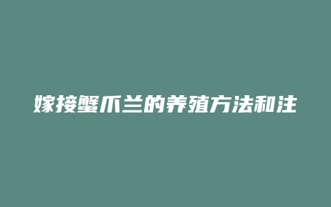 嫁接蟹爪兰的养殖方法和注意事项