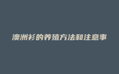 澳洲衫的养殖方法和注意事项