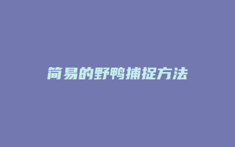 简易的野鸭捕捉方法