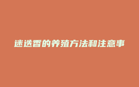 迷迭香的养殖方法和注意事项