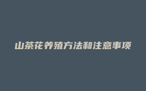 山茶花养殖方法和注意事项