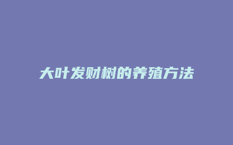 大叶发财树的养殖方法