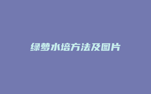 绿萝水培方法及图片