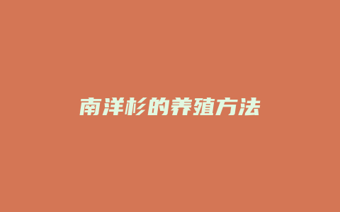 南洋杉的养殖方法