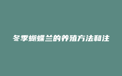 冬季蝴蝶兰的养殖方法和注意事项