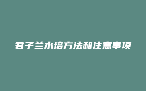 君子兰水培方法和注意事项