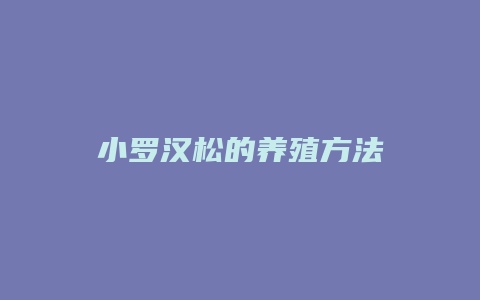 小罗汉松的养殖方法