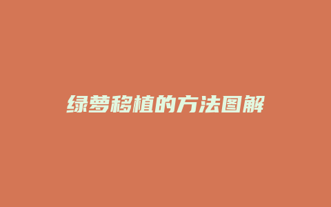 绿萝移植的方法图解