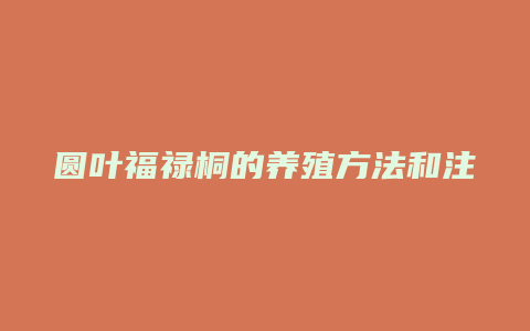 圆叶福禄桐的养殖方法和注意事项