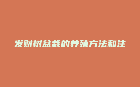 发财树盆栽的养殖方法和注意事项