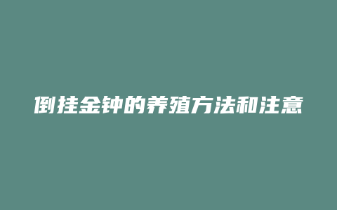 倒挂金钟的养殖方法和注意