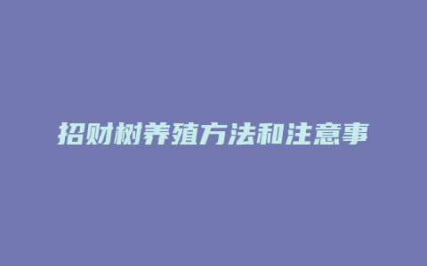 招财树养殖方法和注意事