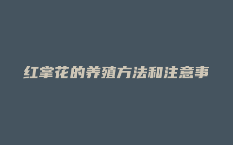 红掌花的养殖方法和注意事项