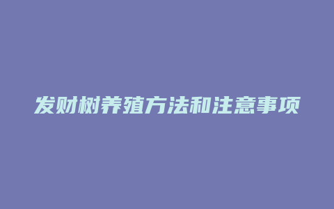 发财树养殖方法和注意事项