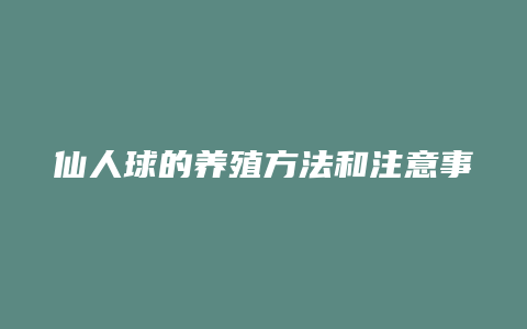 仙人球的养殖方法和注意事项