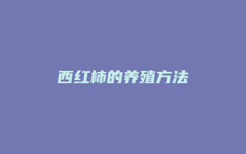 西红柿的养殖方法