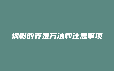 枫树的养殖方法和注意事项