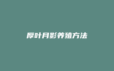 厚叶月影养殖方法