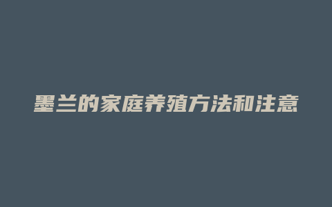 墨兰的家庭养殖方法和注意事项