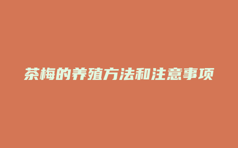 茶梅的养殖方法和注意事项