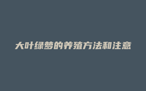 大叶绿萝的养殖方法和注意事项