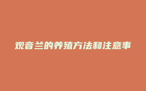 观音兰的养殖方法和注意事项