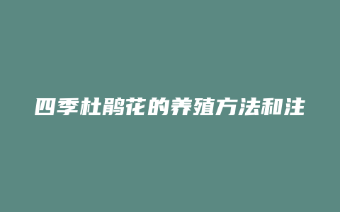 四季杜鹃花的养殖方法和注意事项