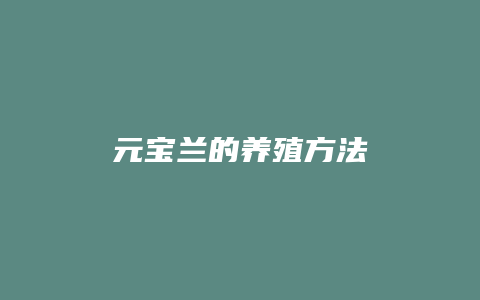 元宝兰的养殖方法